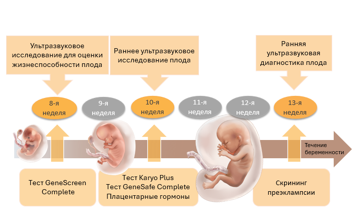 Tройной Tест Плода