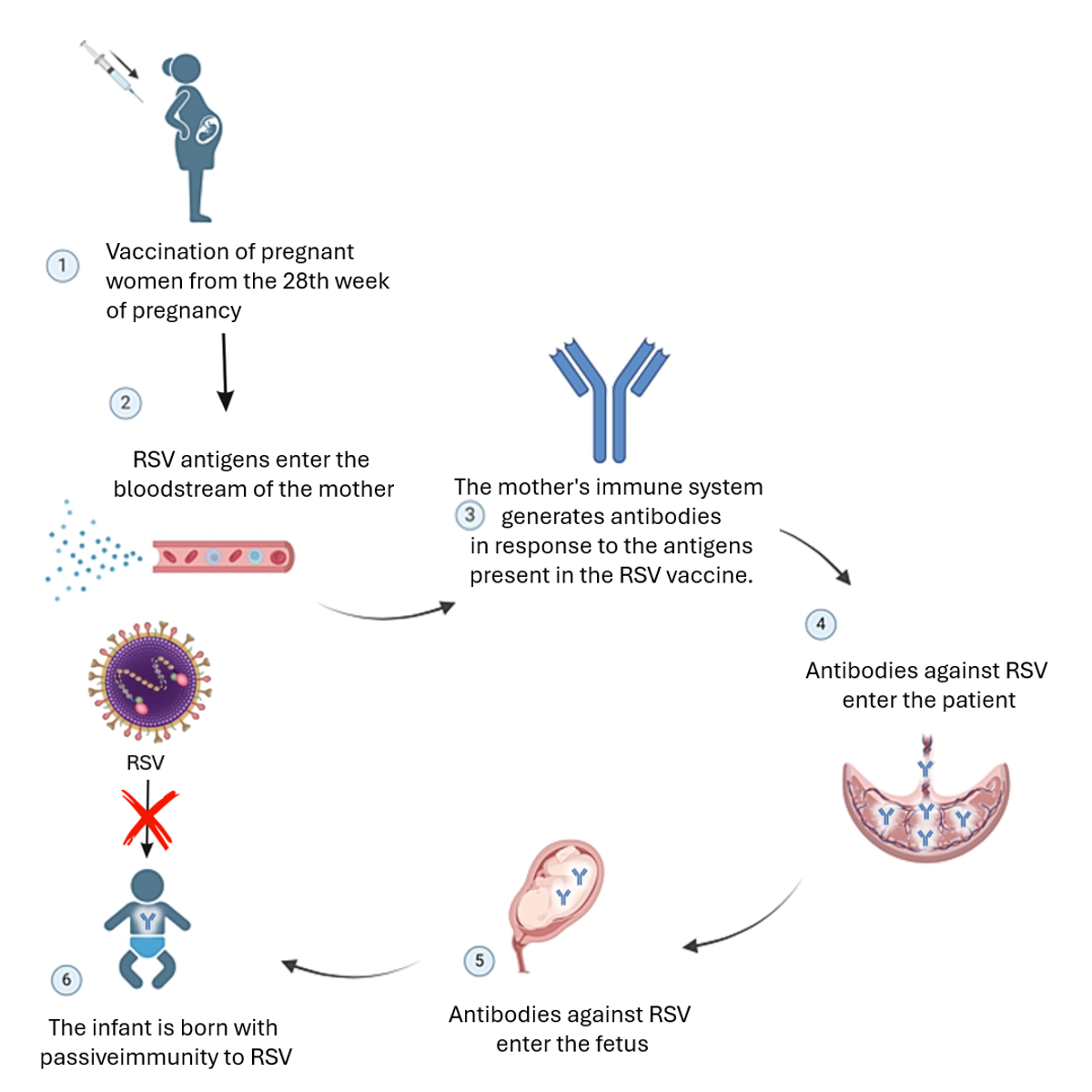 Vaccination against respiratory syncytial virus