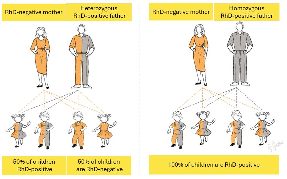 Inheritance of the Rhesus factor