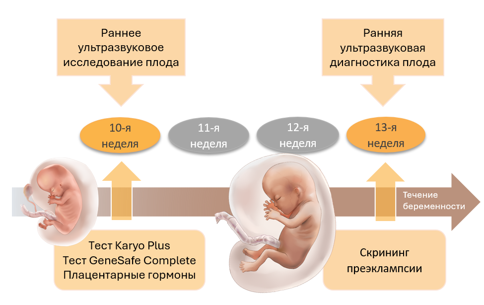 Двойной Tест Плода
