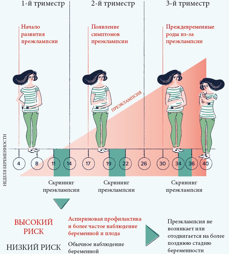 Беременность 3 Недель Развитие Плода Фото