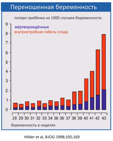 Матка Женщины При Беременности Фото