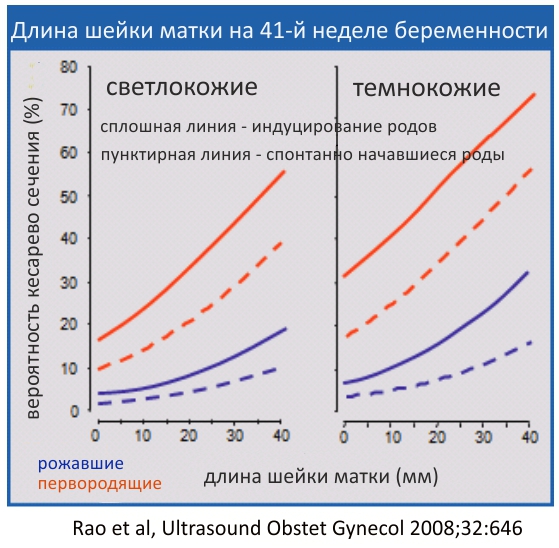 Размеры шейки по неделям